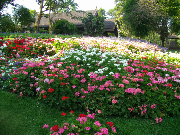 images/Doi-Tung-Royal-Villa-flowers-1.jpg