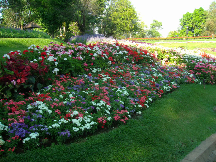 images/Doi-Tung-Royal-Villa-flowers-2.jpg