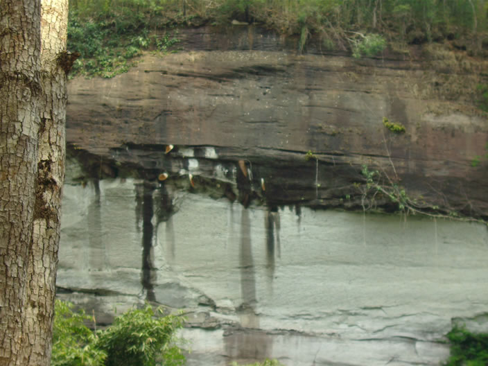 images/Phu-Chong-Nayoi-Park-Waterfall-bee-nest-2.jpg