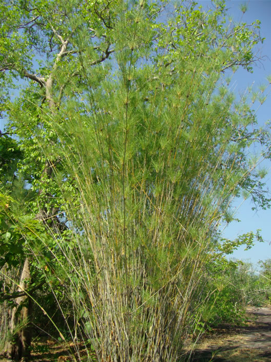 images/Phu-Pha-Theob-Park-Young-Bamboo.jpg