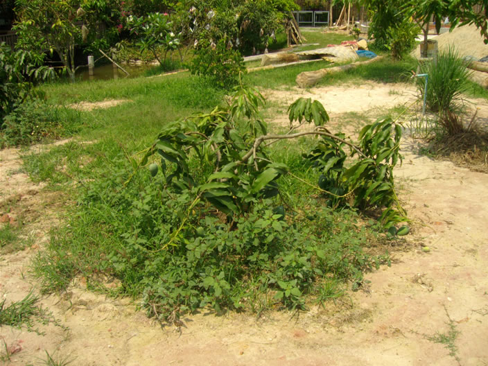 images/Thai-Cooking-Farm-Mango.jpg